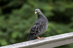 feral pigeon