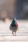 feral pigeon