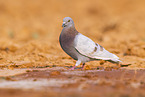 feral pigeon