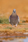 feral pigeon
