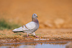 feral pigeon