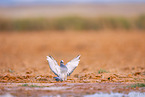 feral pigeon