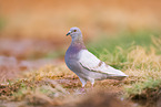feral pigeon