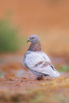 feral pigeon