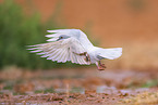 feral pigeon
