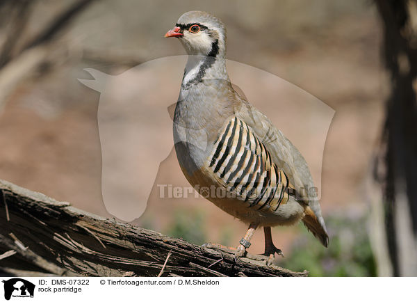 Alpensteinhuhn / rock partridge / DMS-07322