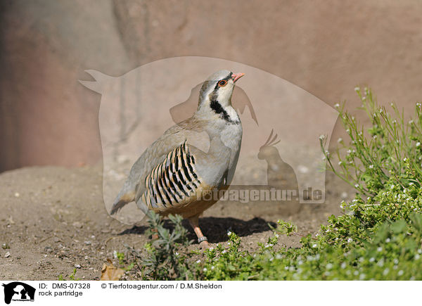 Alpensteinhuhn / rock partridge / DMS-07328