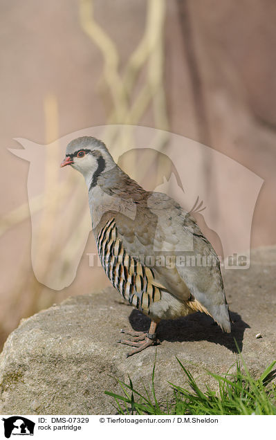 Alpensteinhuhn / rock partridge / DMS-07329