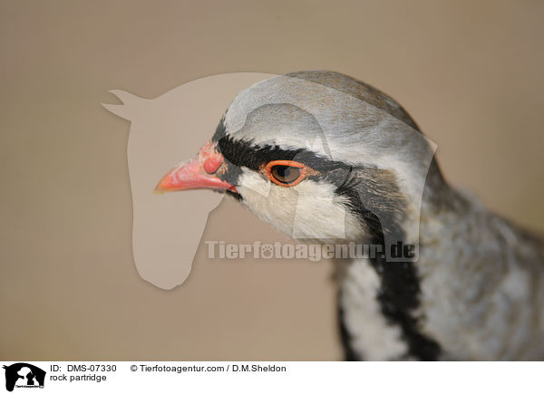 rock partridge / DMS-07330
