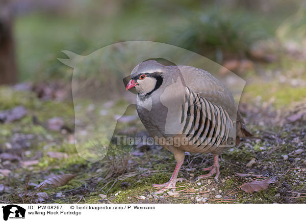 laufendes Alpensteinhuhn / walking Rock Partridge / PW-08267