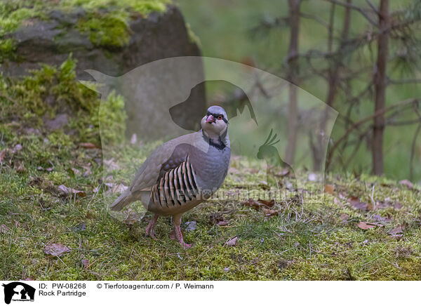 Alpensteinhuhn / Rock Partridge / PW-08268
