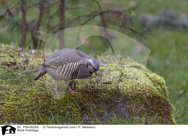 Alpensteinhuhn / Rock Partridge / PW-08269