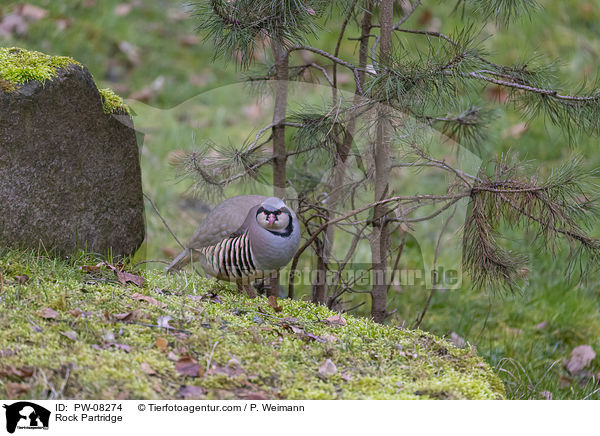 Alpensteinhuhn / Rock Partridge / PW-08274