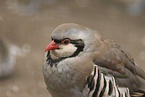 rock partridge