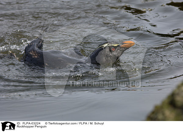Rockhopper Penguin / FLPA-03224