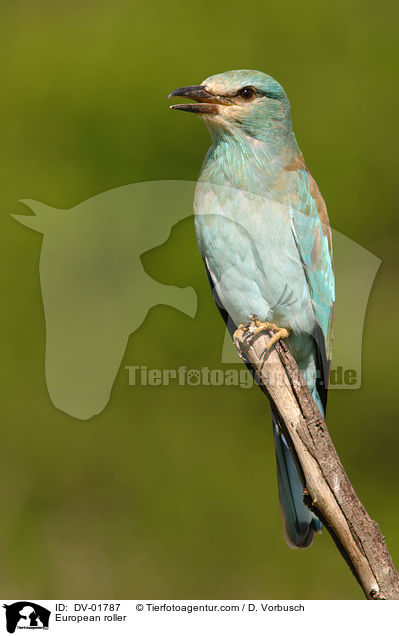 European roller / DV-01787