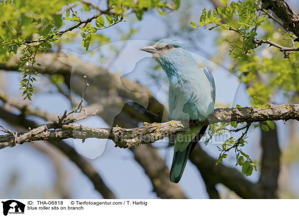 Blauracke sitzt auf Zweig / blue roller sits on branch / THA-06818