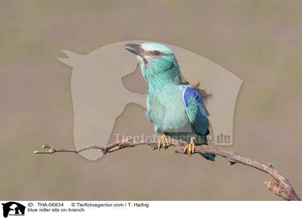 Blauracke sitzt auf Zweig / blue roller sits on branch / THA-06834