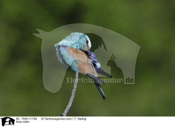 Blauracke / blue roller / THA-11156