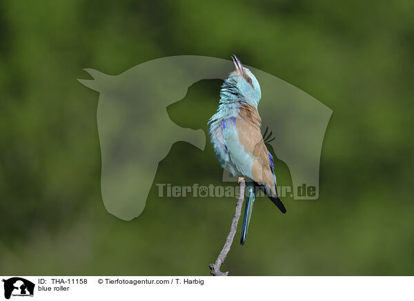 Blauracke / blue roller / THA-11158