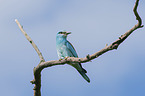blue roller sits on branch