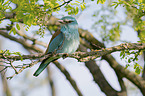 blue roller sits on branch