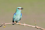 blue roller sits on branch