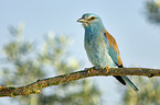 sitting blue Roller