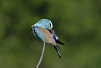 blue roller