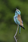 blue roller