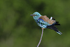blue roller