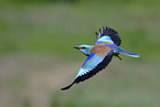 blue roller
