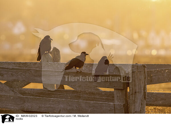 Saatkrhen / rooks / MAW-02023