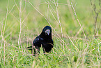 rook