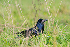 rook