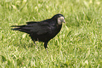 rook