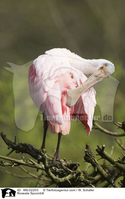 Rosalffler / Roseate Spoonbill / WS-02203