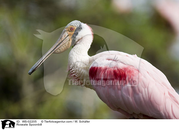 Rosalffler / Roseate Spoonbill / WS-02205