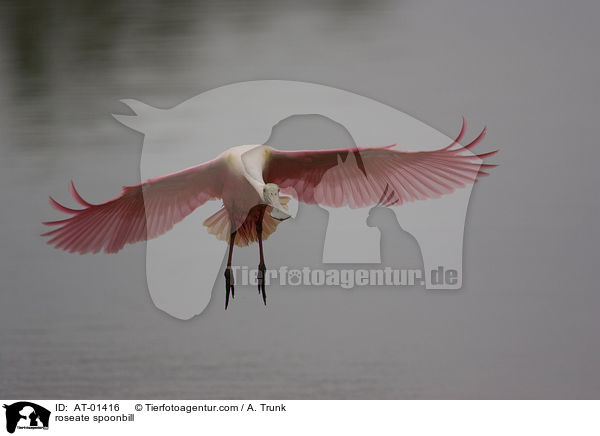 roseate spoonbill / AT-01416