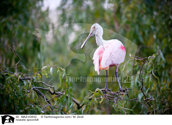 roseate spoonbill / MAZ-03642