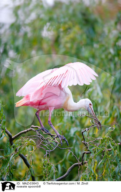roseate spoonbill / MAZ-03643