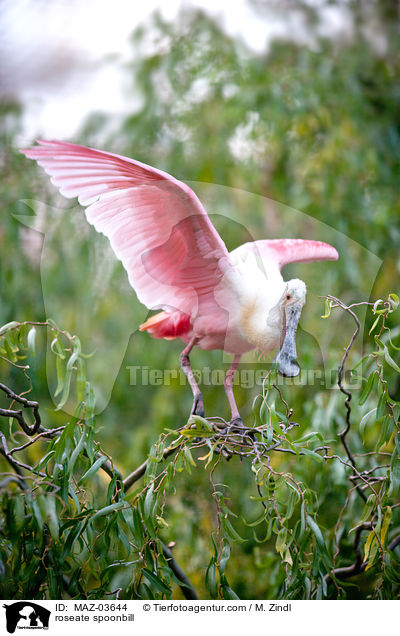 roseate spoonbill / MAZ-03644