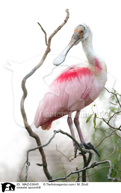 roseate spoonbill / MAZ-03645