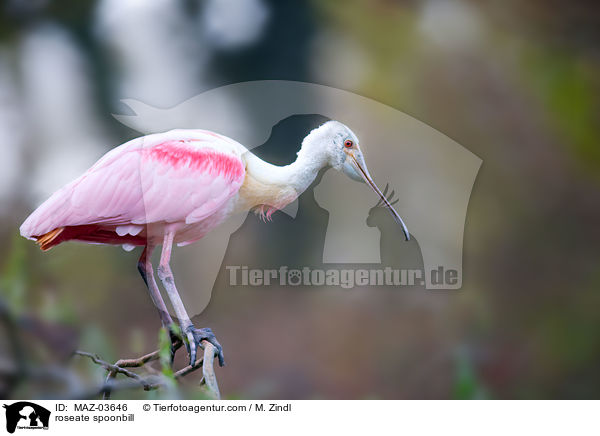 roseate spoonbill / MAZ-03646