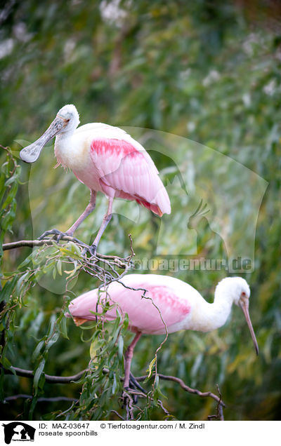 roseate spoonbills / MAZ-03647