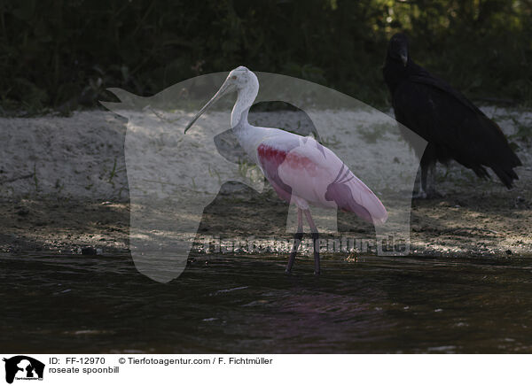 roseate spoonbill / FF-12970