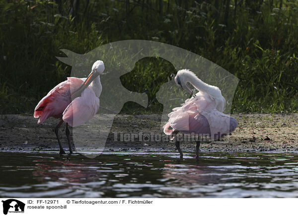roseate spoonbill / FF-12971
