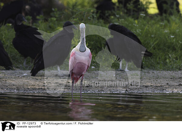 roseate spoonbill / FF-12973