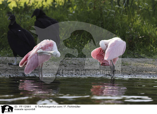 Rosalffler / roseate spoonbill / FF-12981