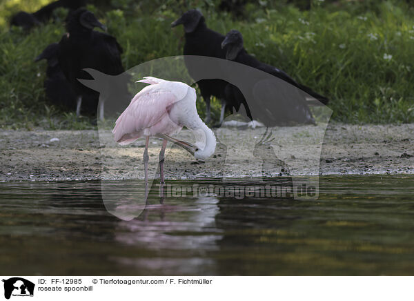 Rosalffler / roseate spoonbill / FF-12985